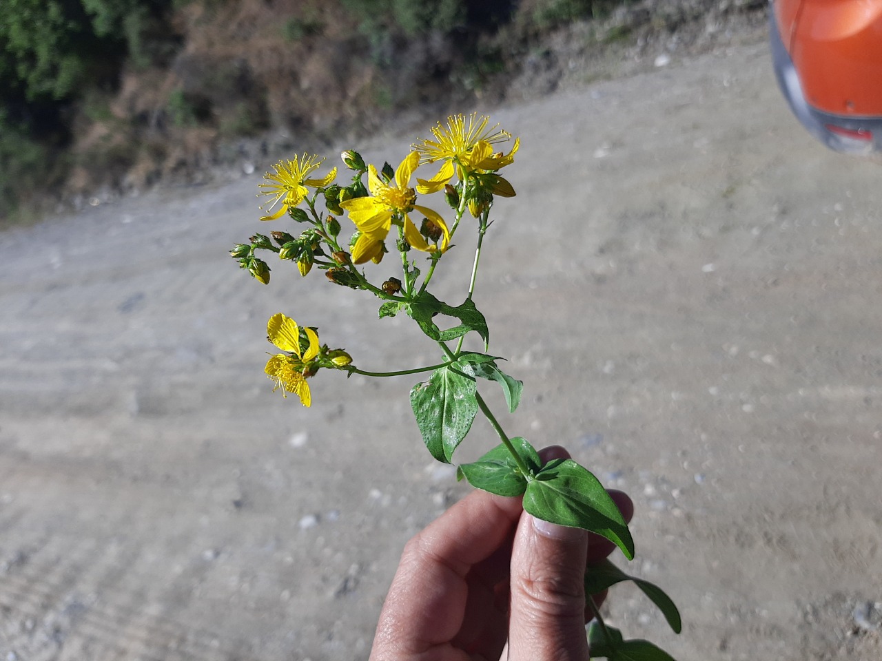Hypericum perfoliatum