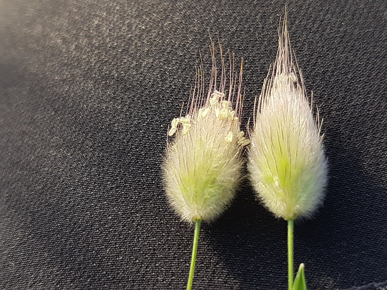 Lagurus ovatus