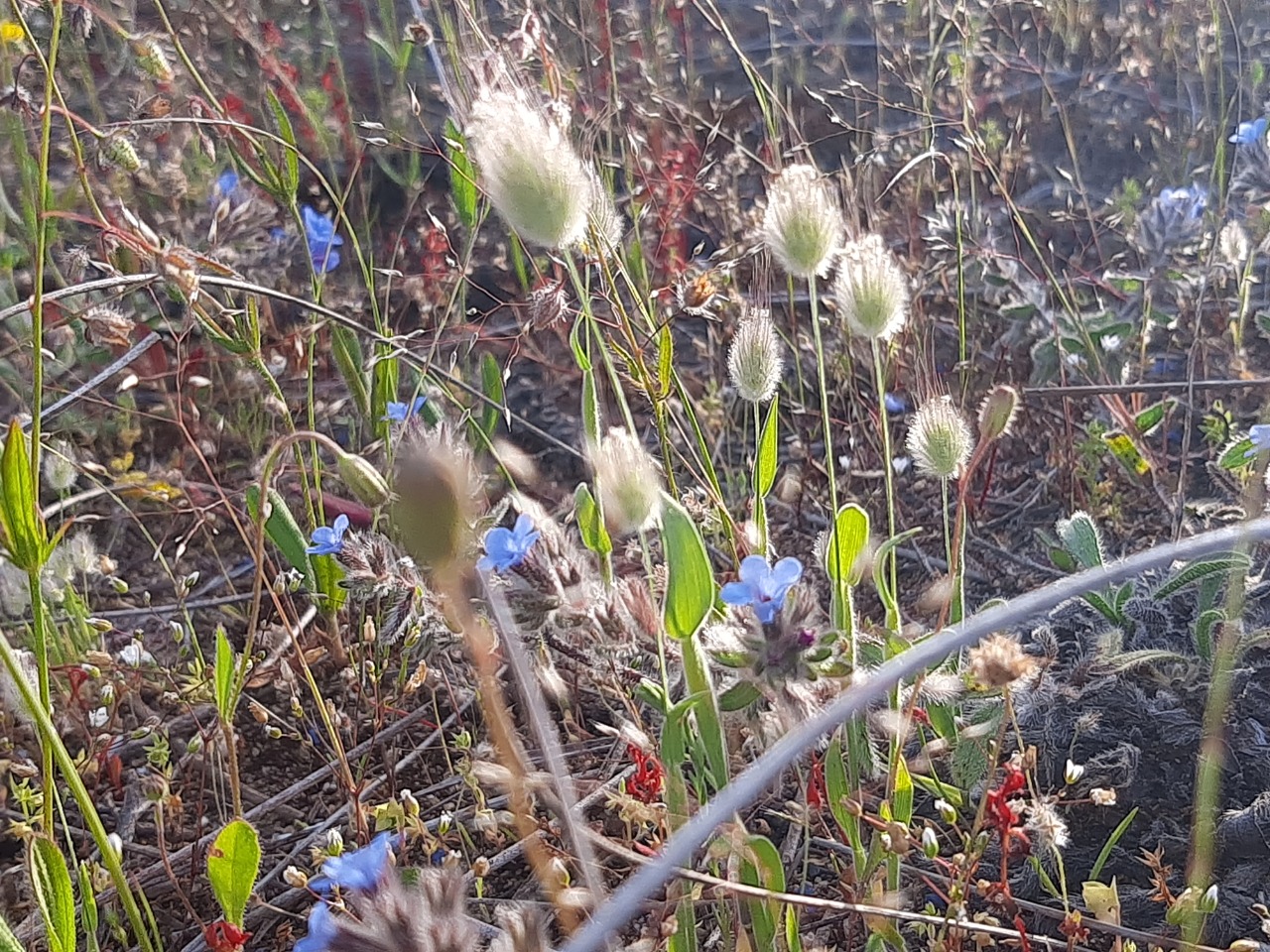 Lagurus ovatus