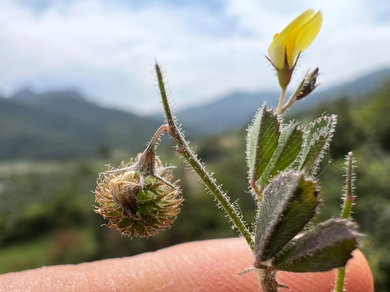 Medicago disciformis