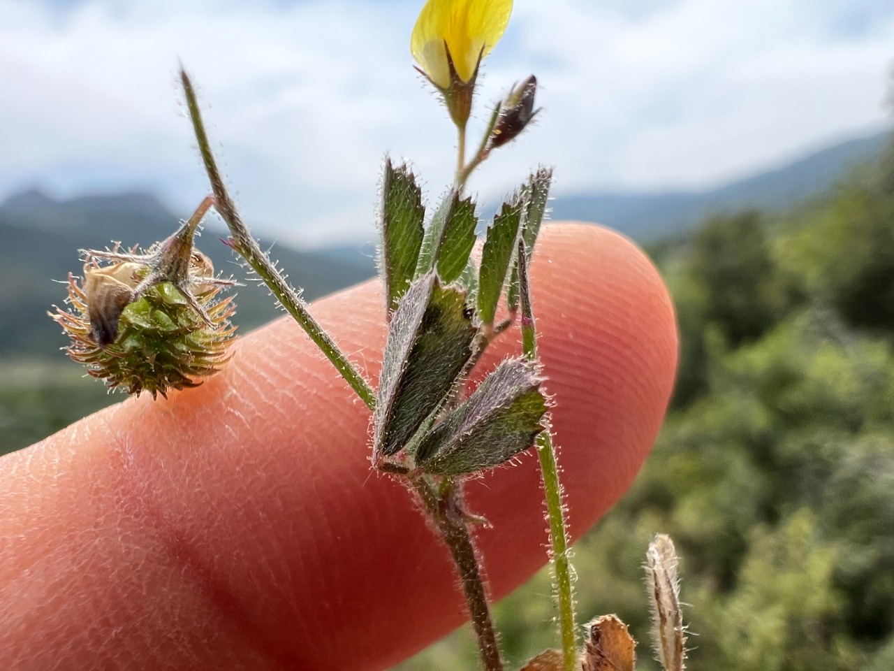 Medicago disciformis