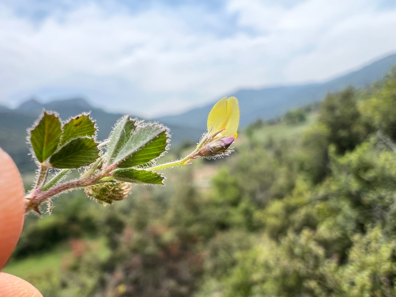 Medicago disciformis