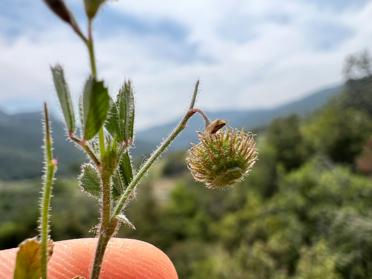 Medicago disciformis