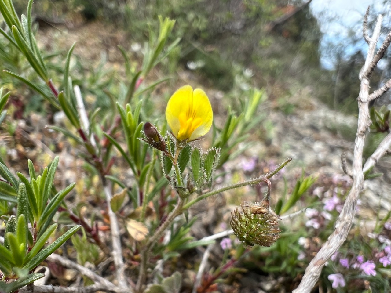 Medicago disciformis