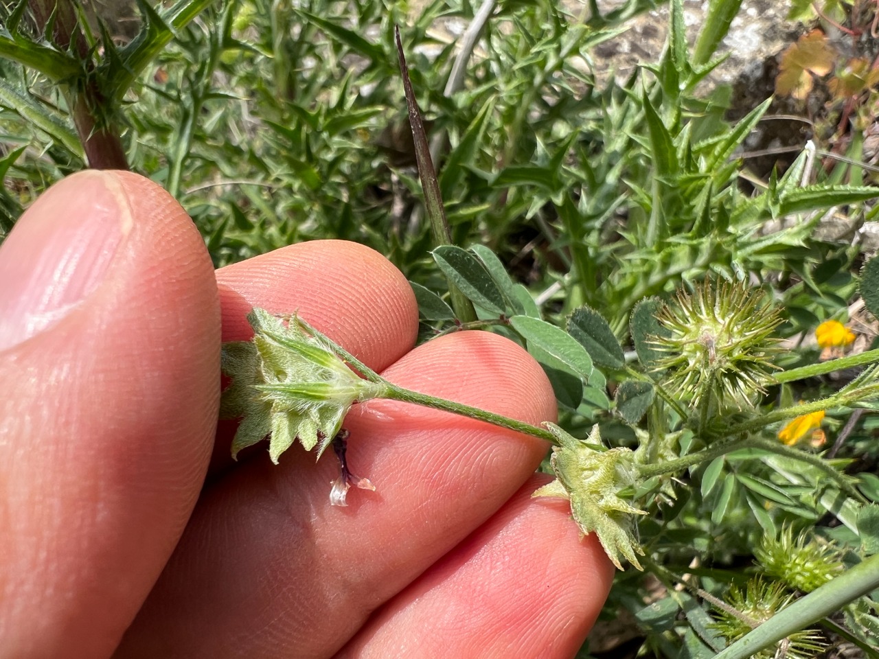 Onobrychis aequidentata