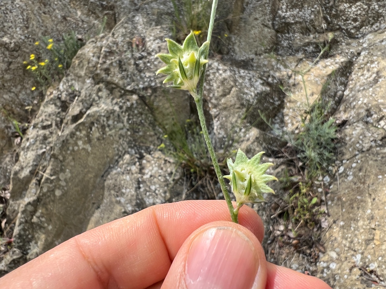 Onobrychis aequidentata