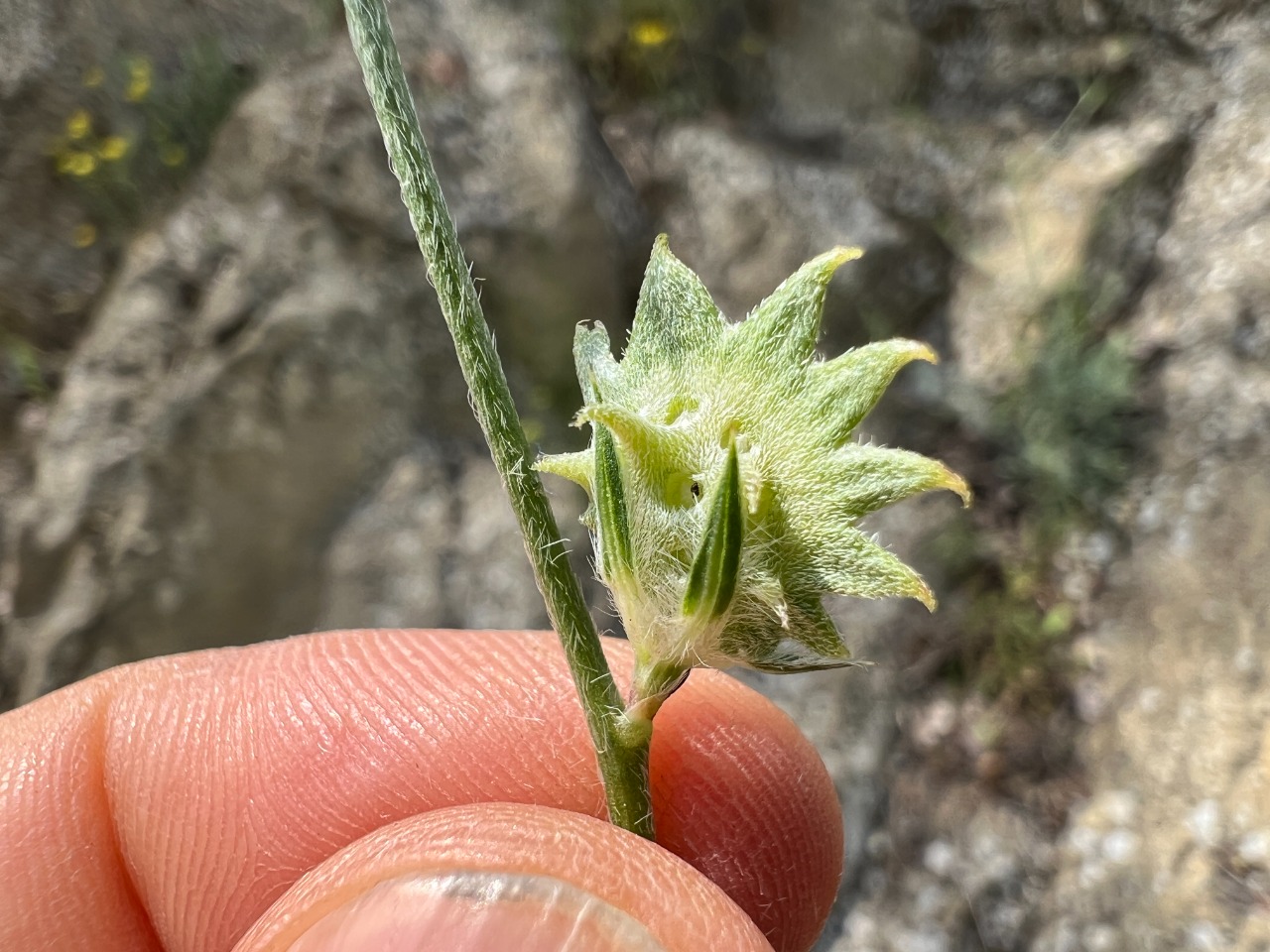 Onobrychis aequidentata