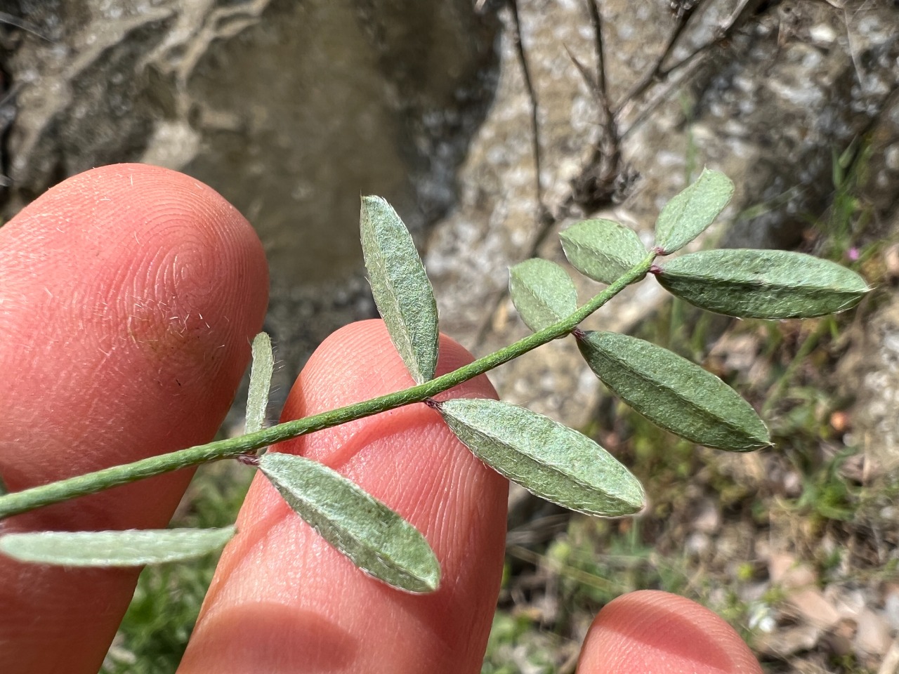 Onobrychis aequidentata