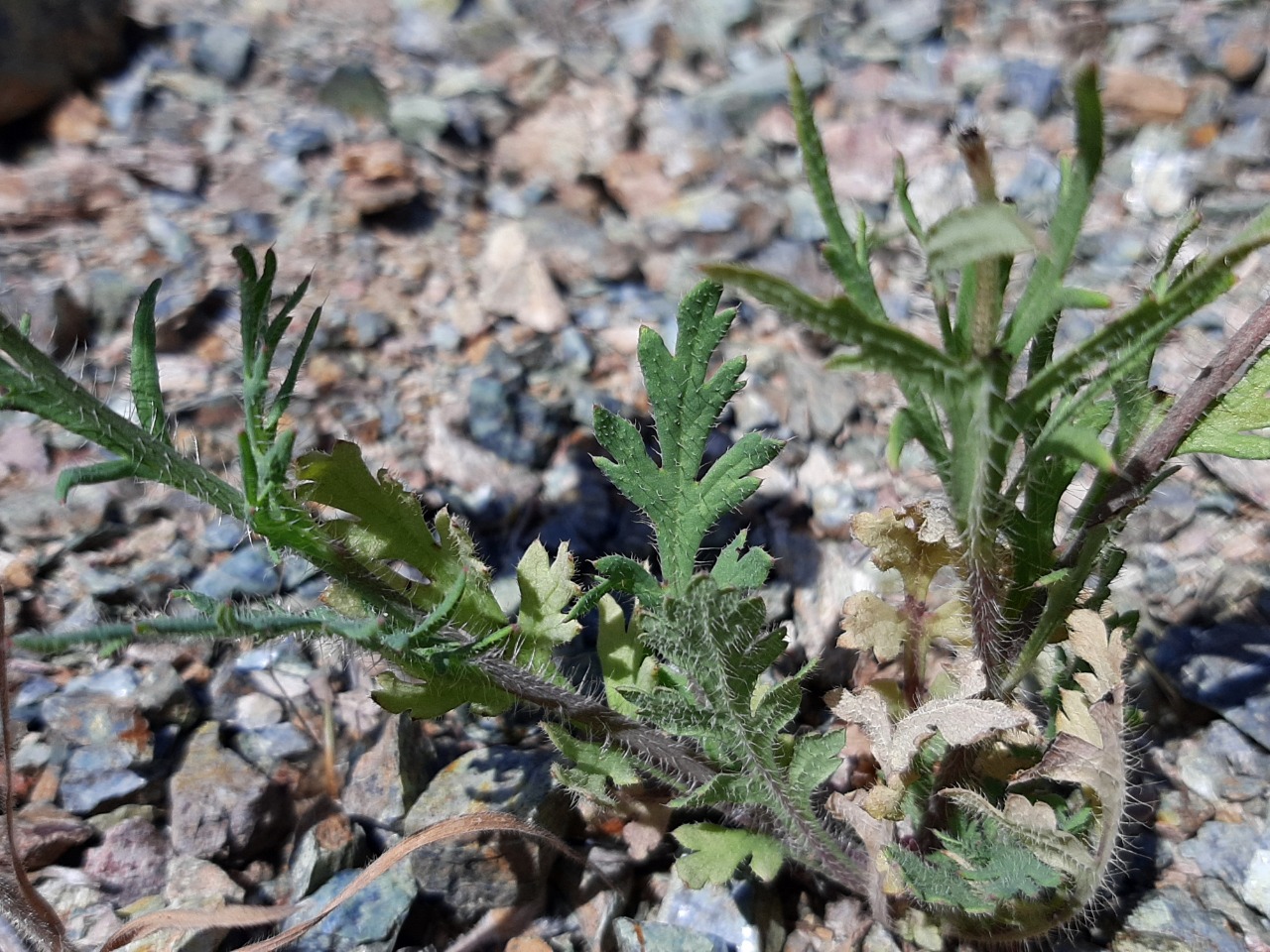 Papaver gracile