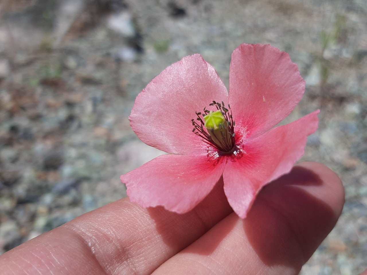 Papaver gracile