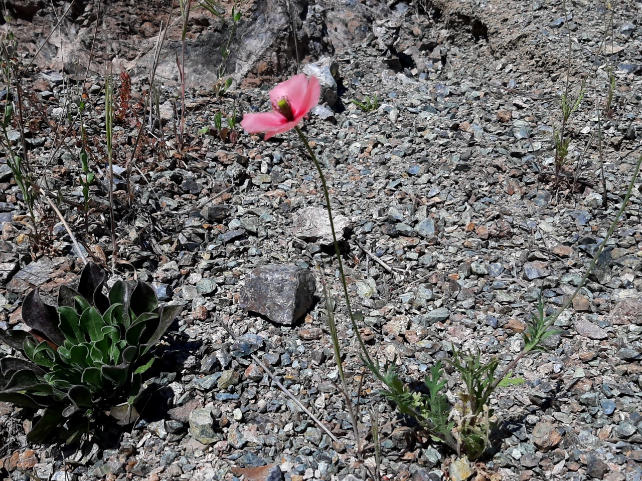 Papaver gracile