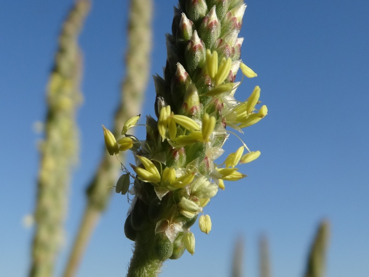 Plantago crassifolia