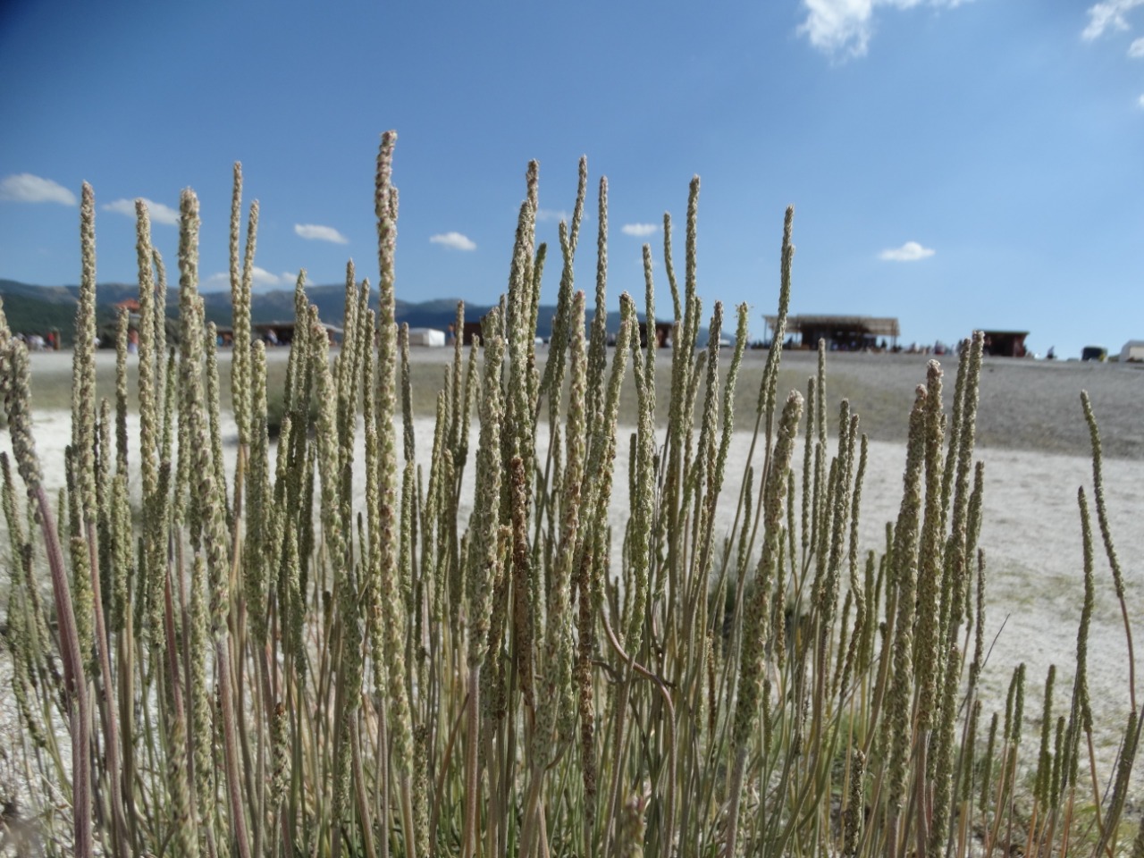 Plantago crassifolia