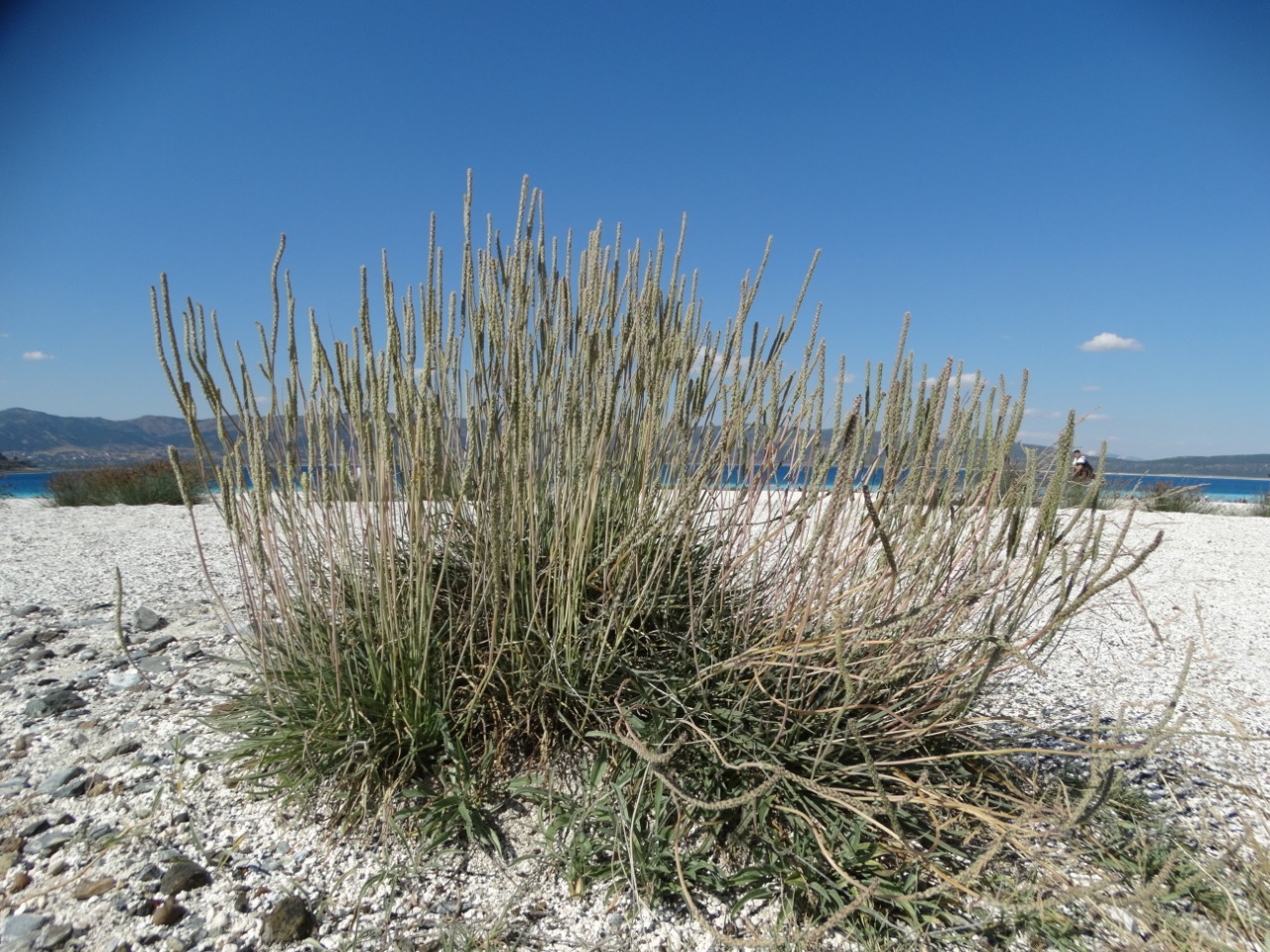 Plantago crassifolia