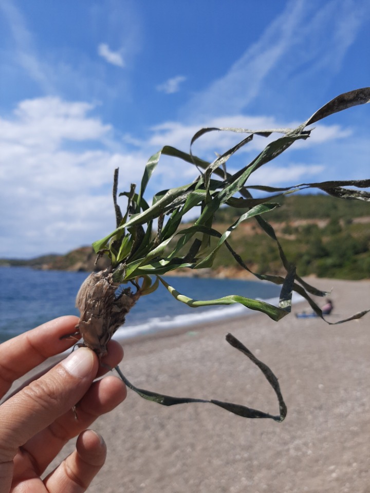 Posidonia oceanica