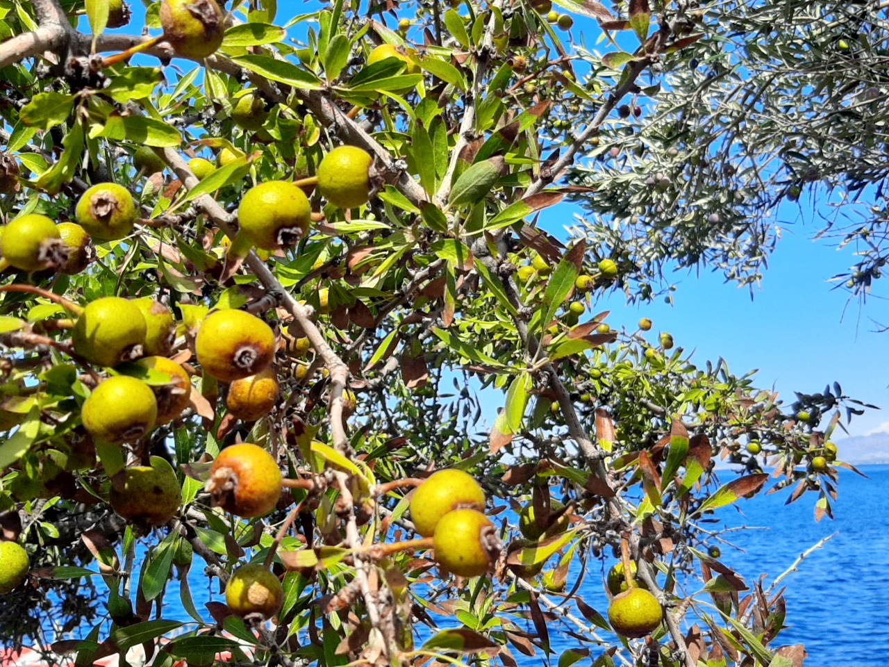 Pyrus amygdaliformis