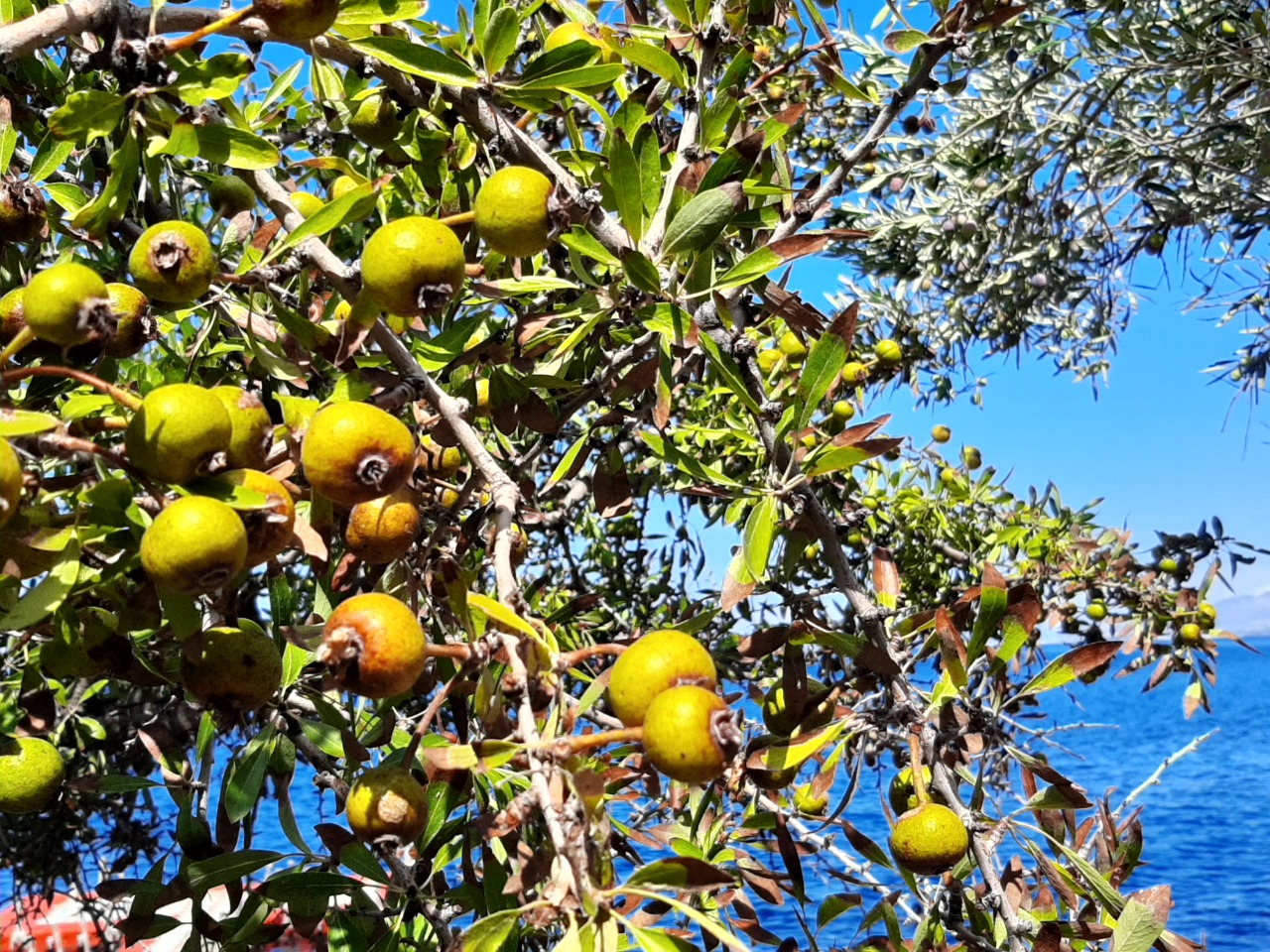 Pyrus amygdaliformis