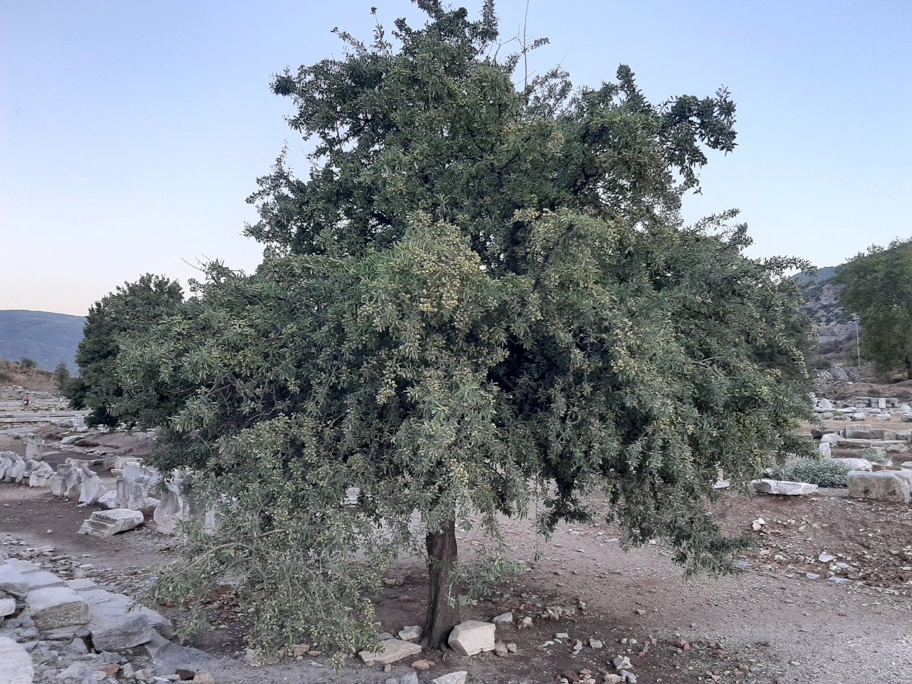 Pyrus amygdaliformis