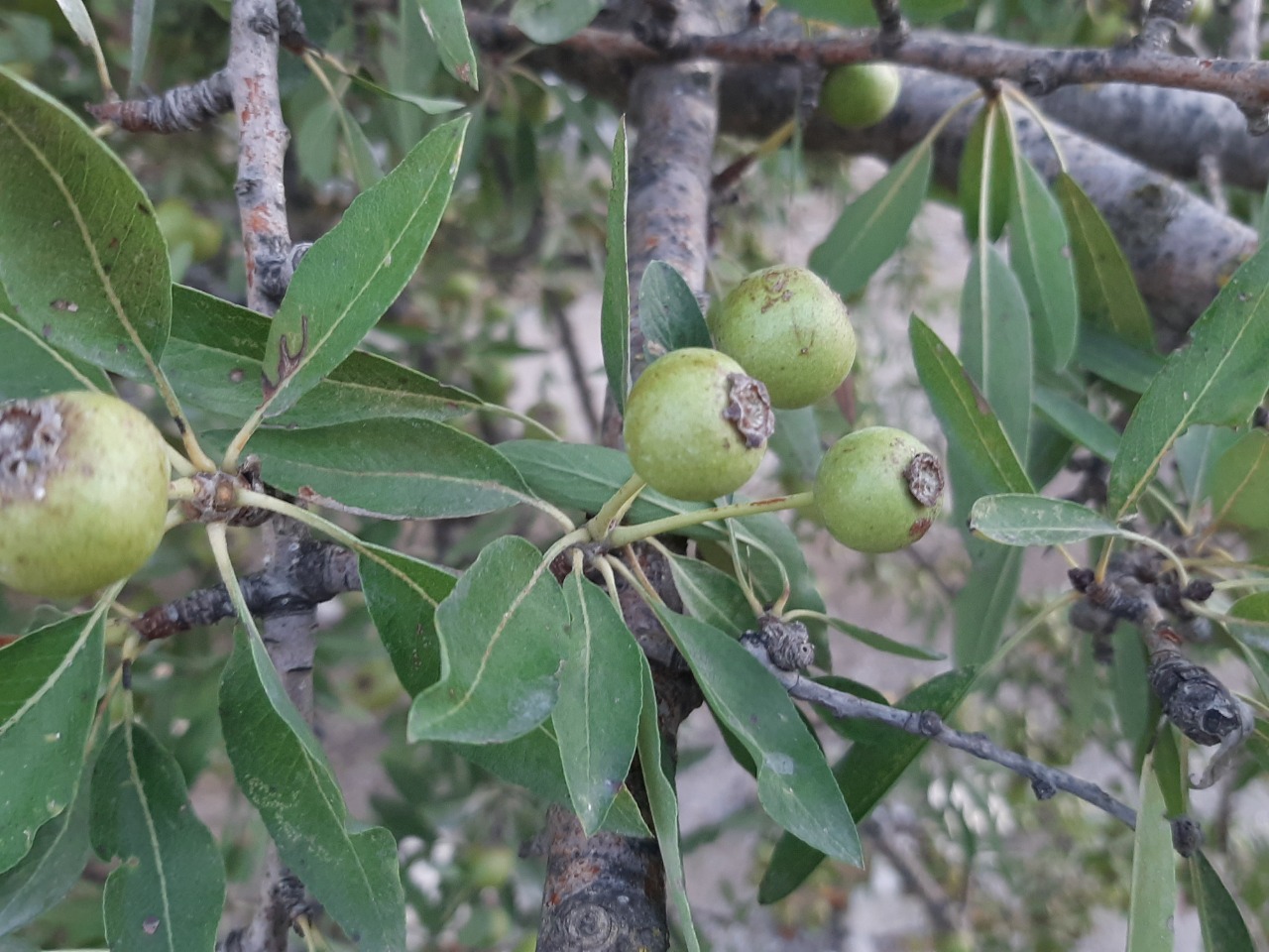 Pyrus amygdaliformis