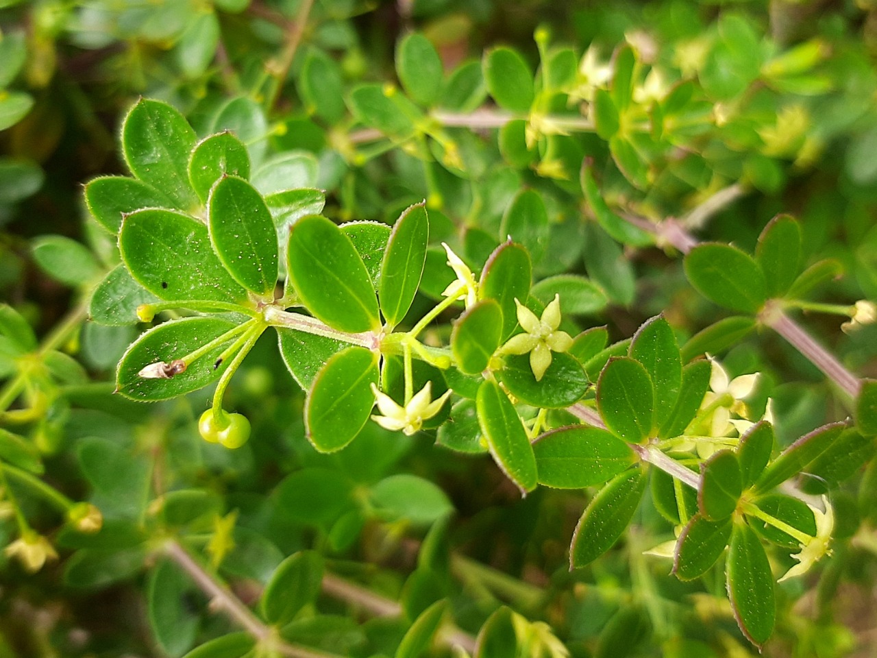 Rubia tenuifolia