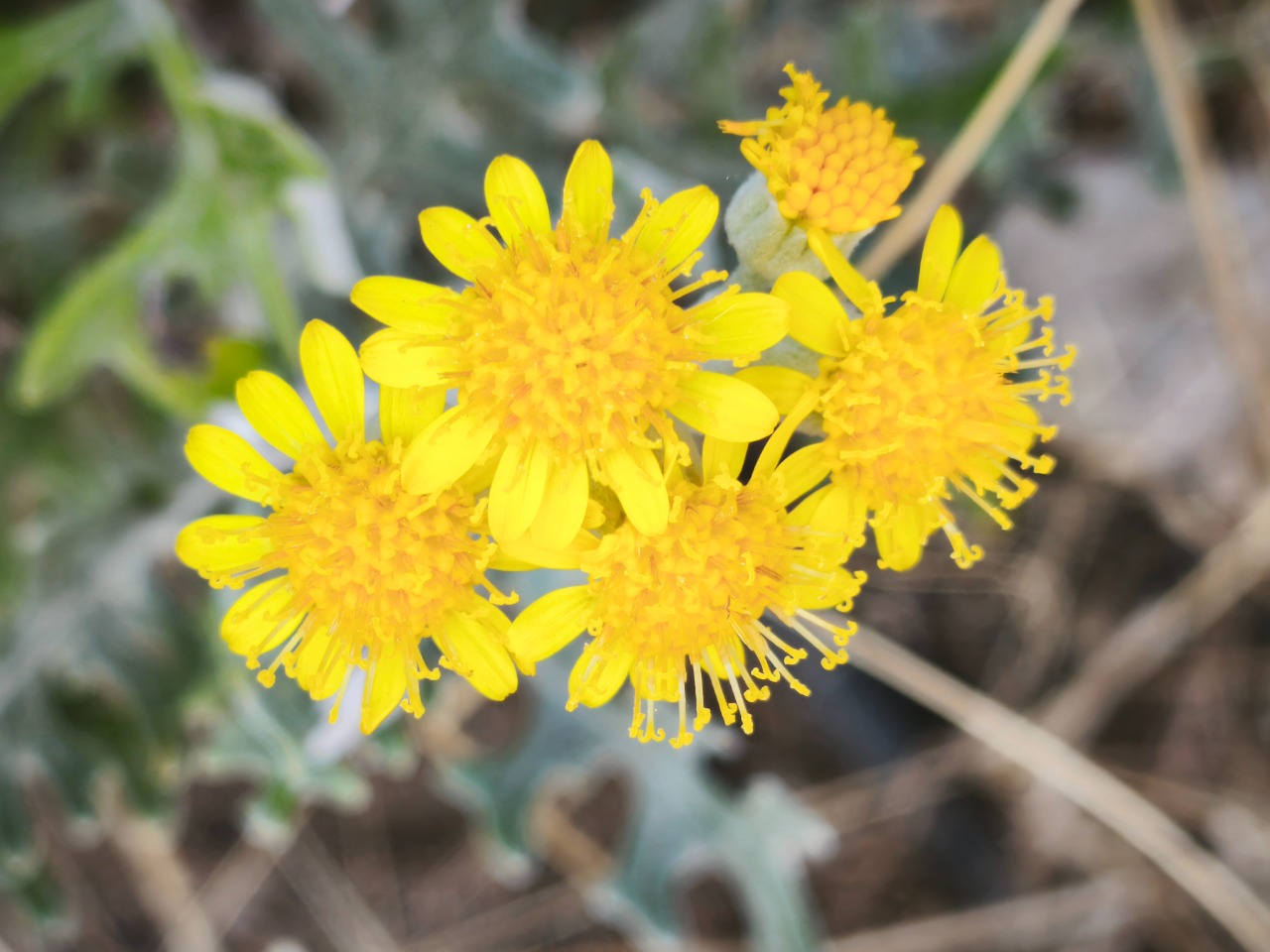Senecio bicolor