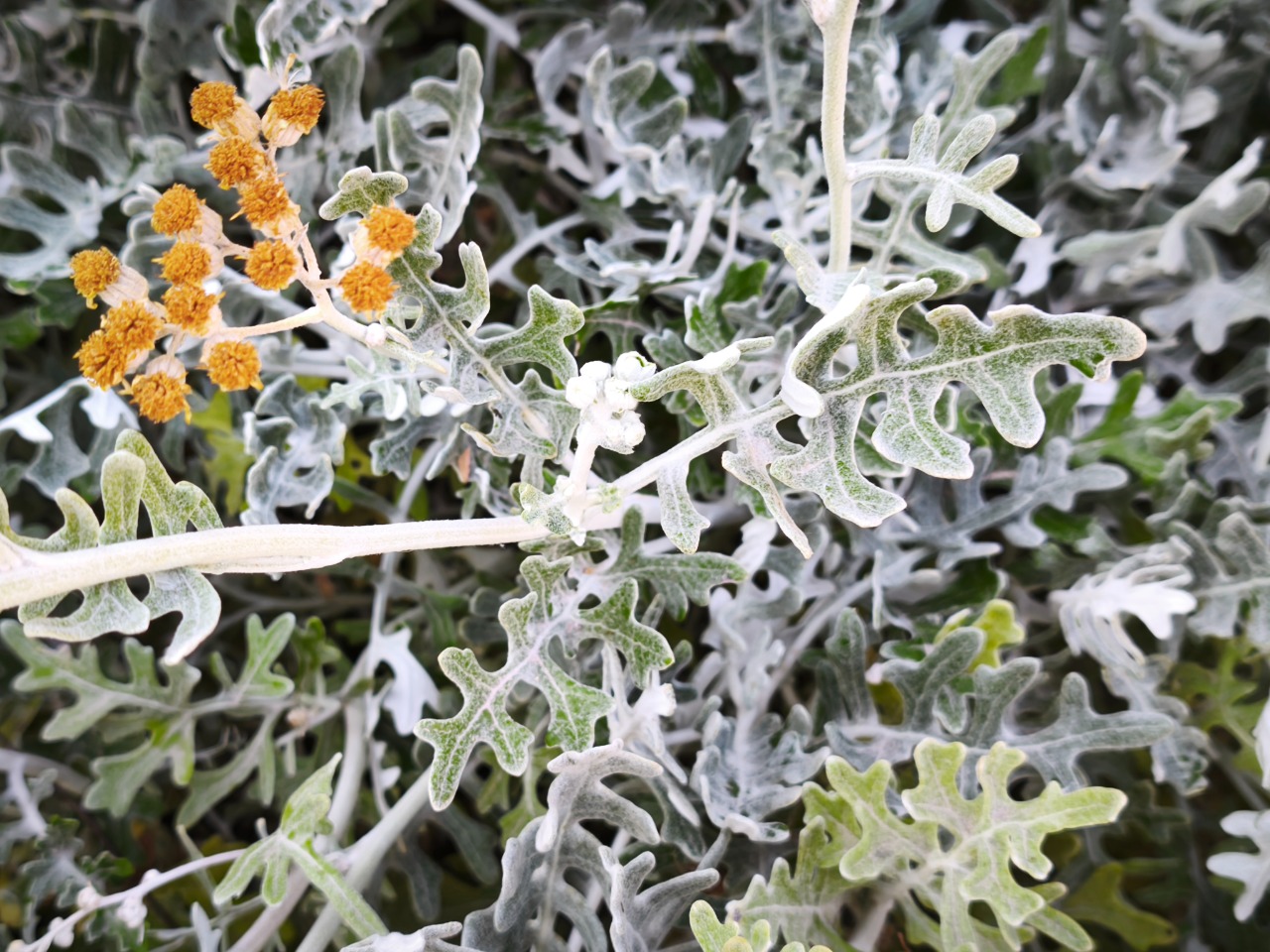 Senecio bicolor