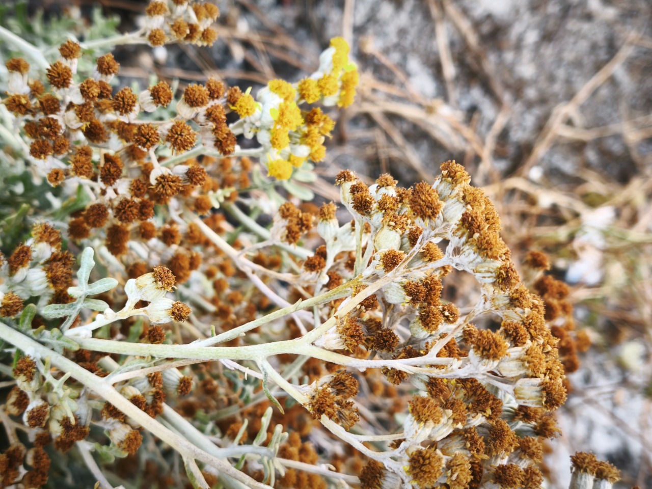 Senecio bicolor