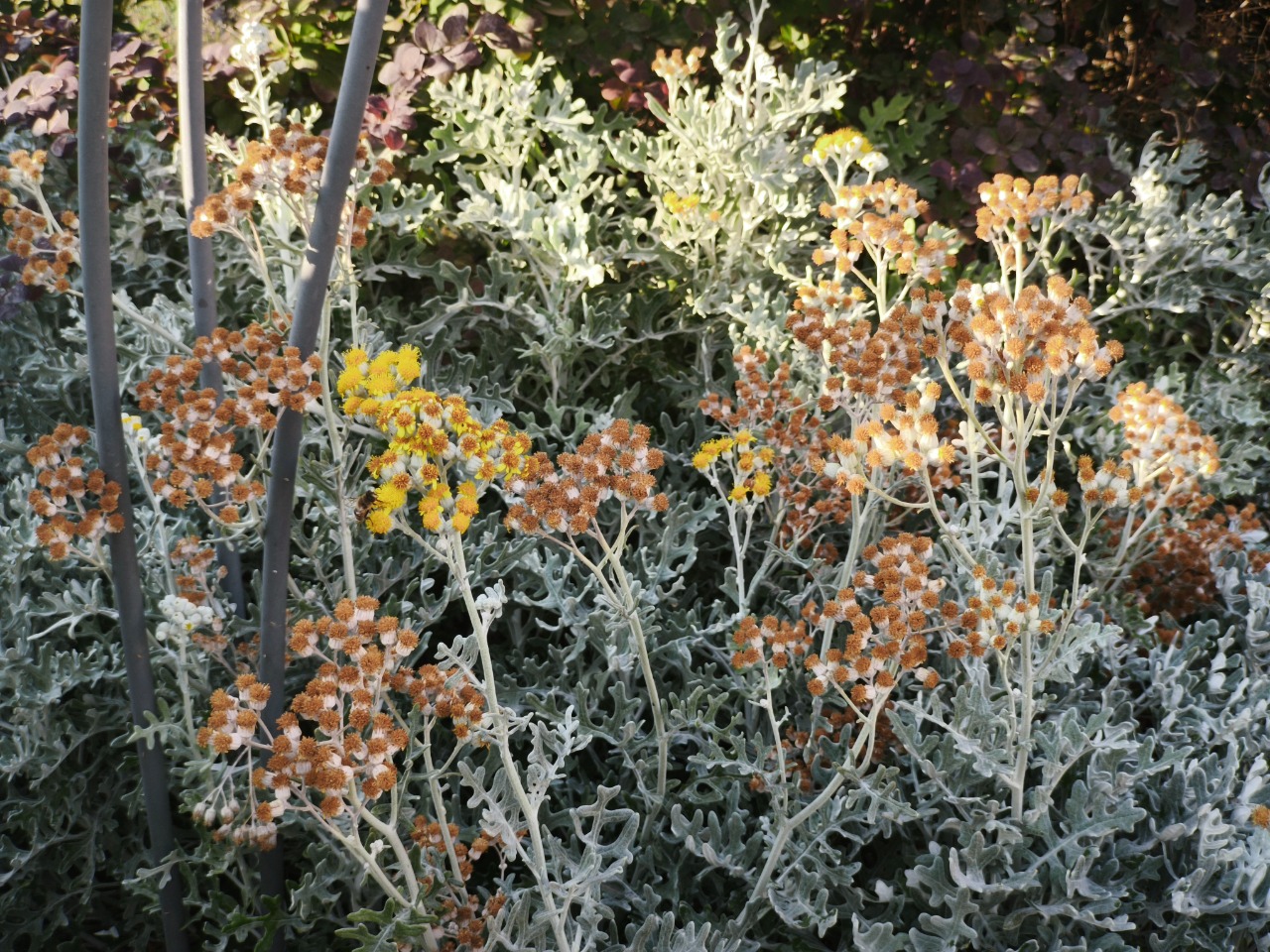Senecio bicolor
