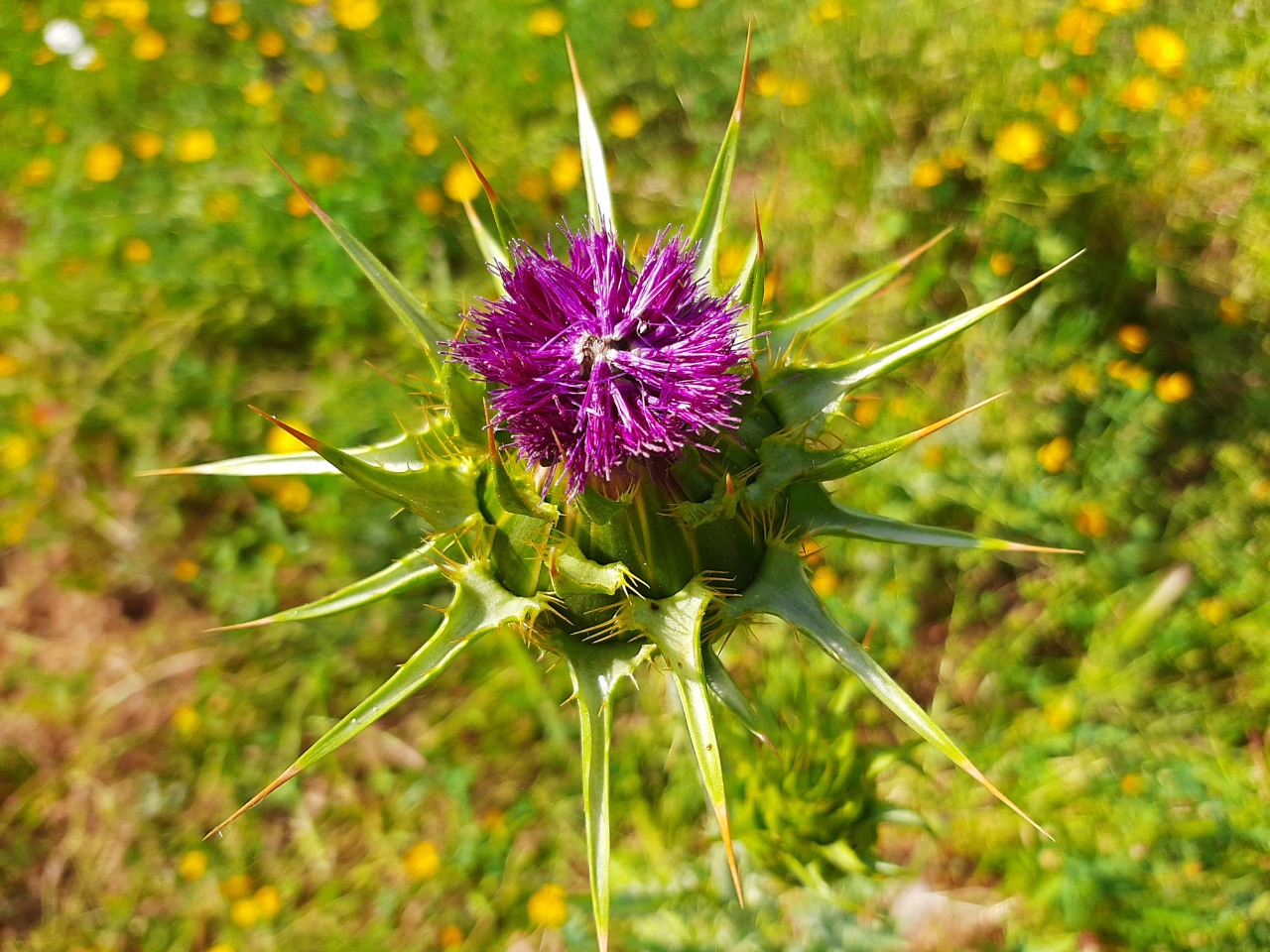 Silybum marianum