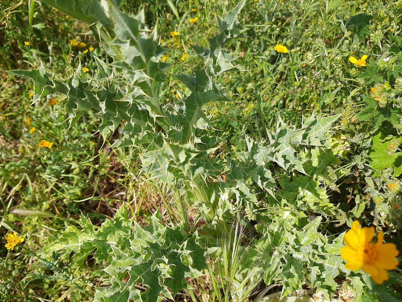 Silybum marianum