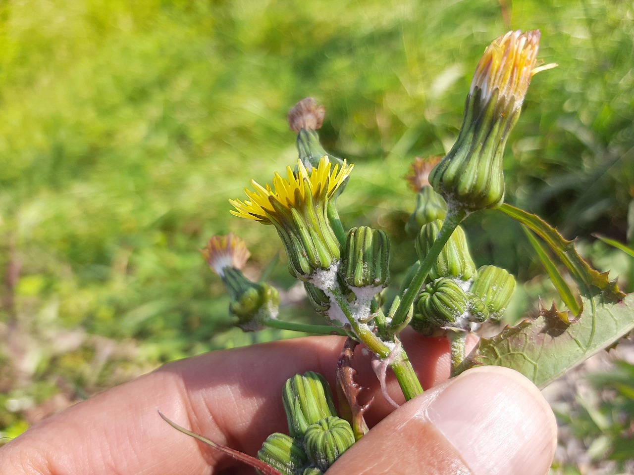 Sonchus tenerrimus