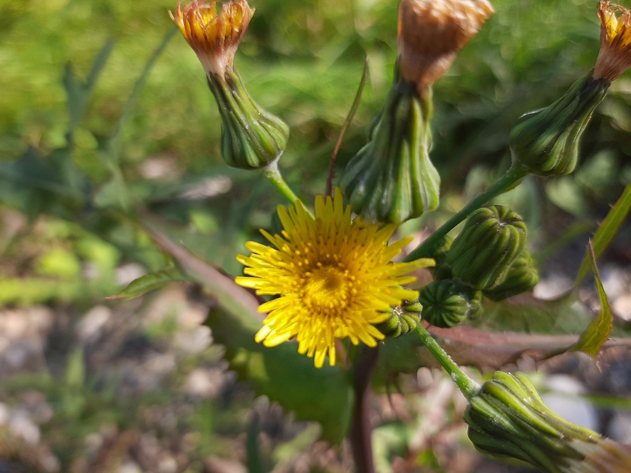 Sonchus tenerrimus