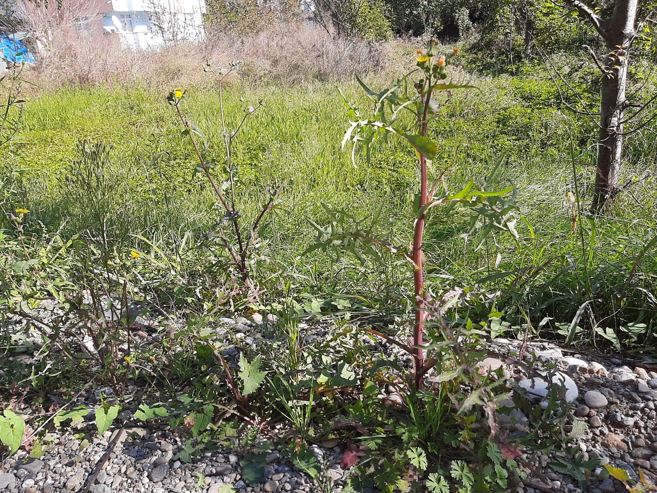 Sonchus tenerrimus