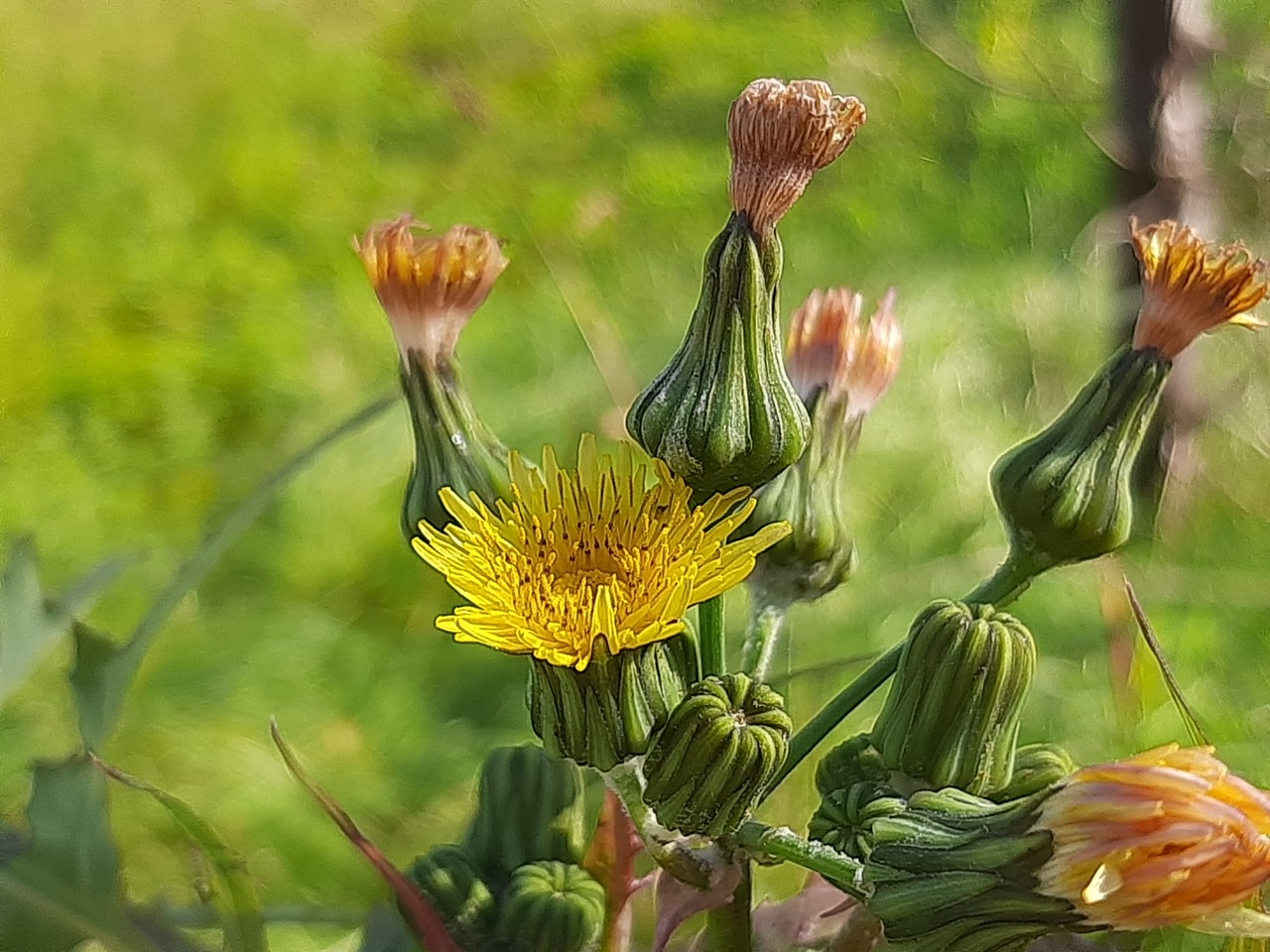 Sonchus tenerrimus