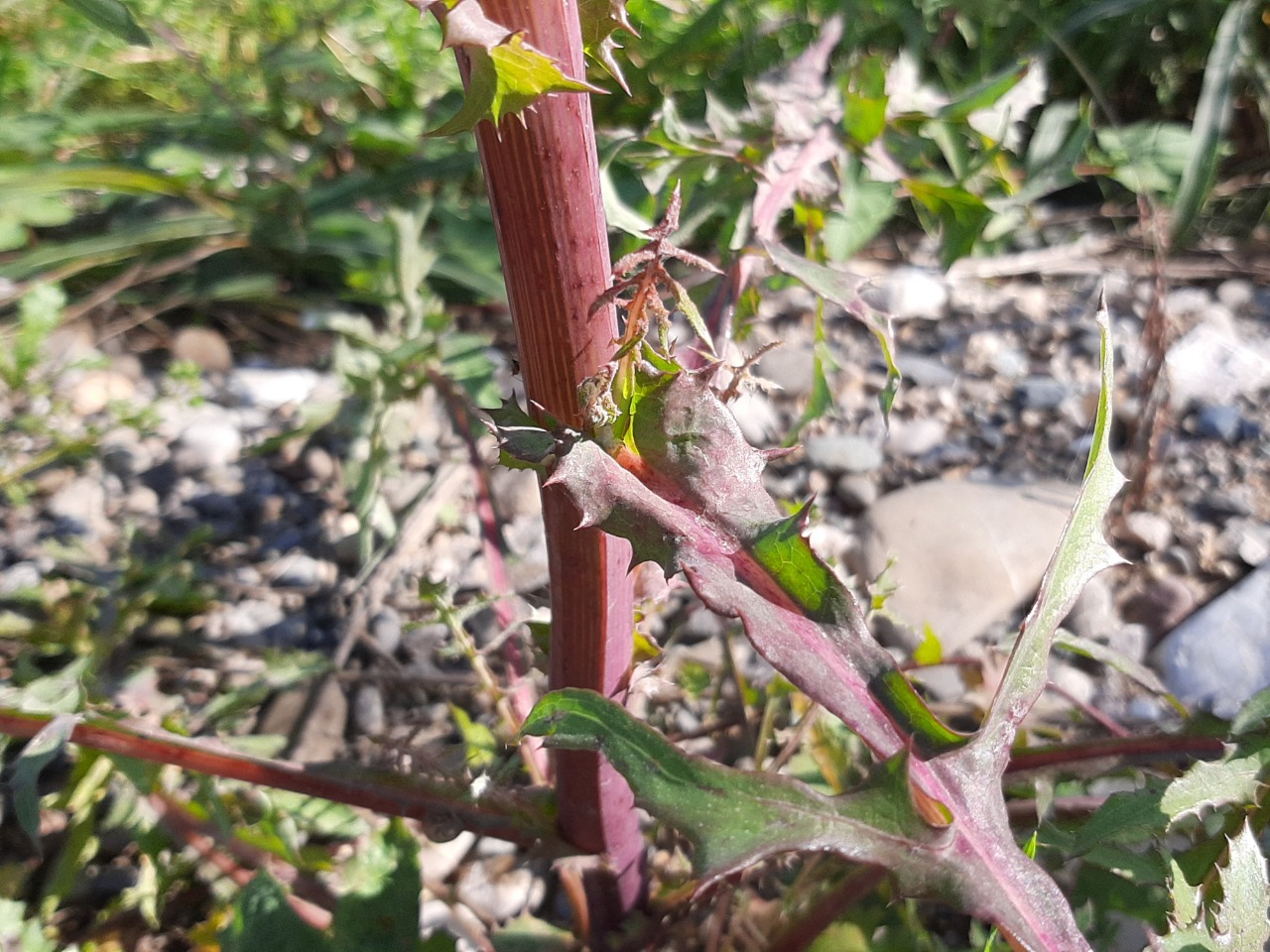 Sonchus tenerrimus