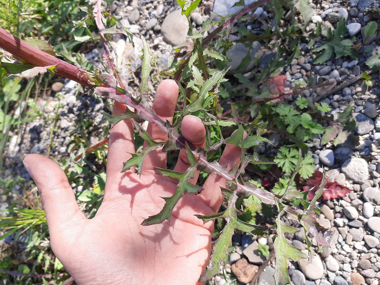 Sonchus tenerrimus