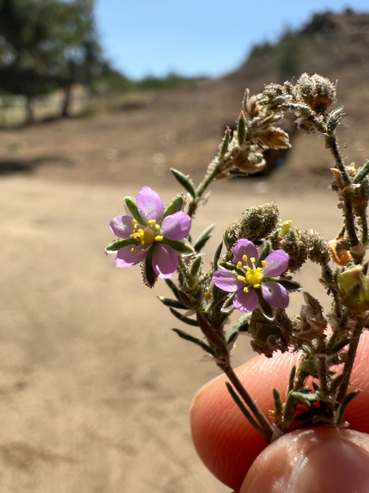 Spergularia rubra