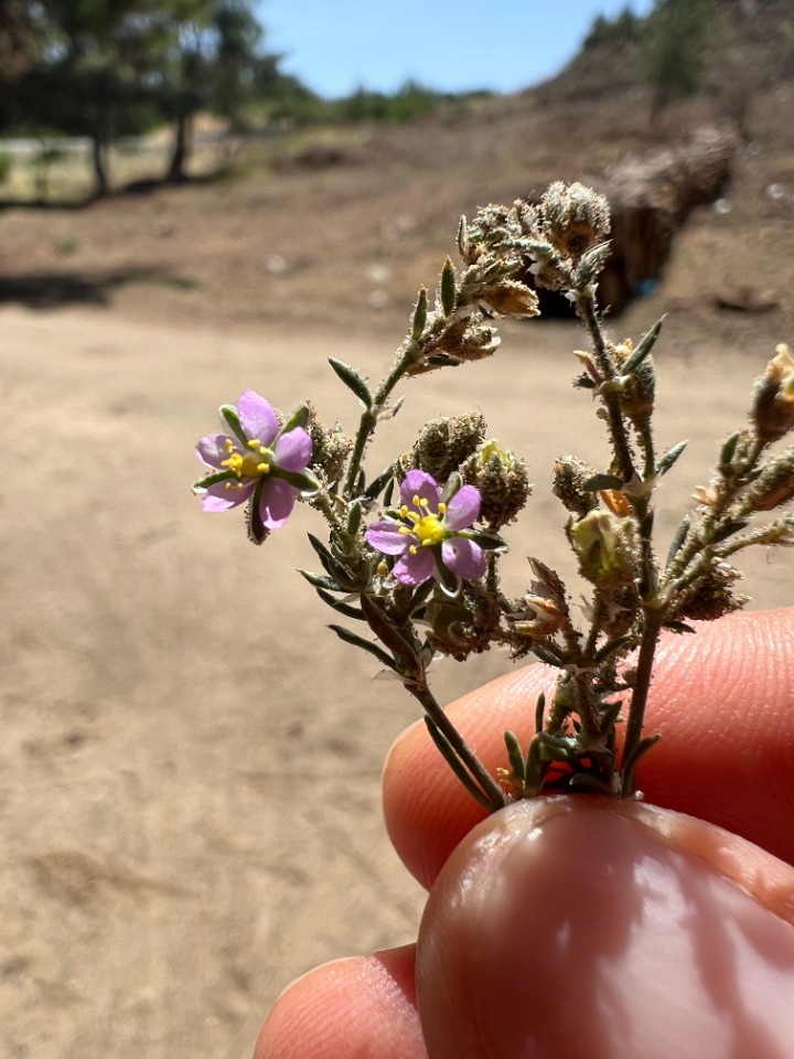 Spergularia rubra