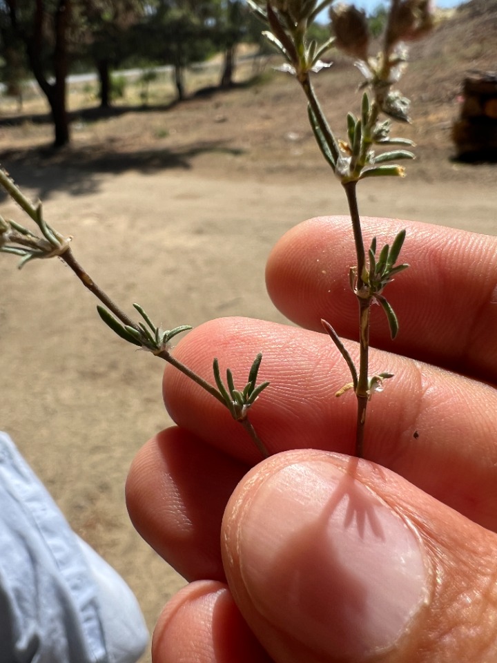 Spergularia rubra