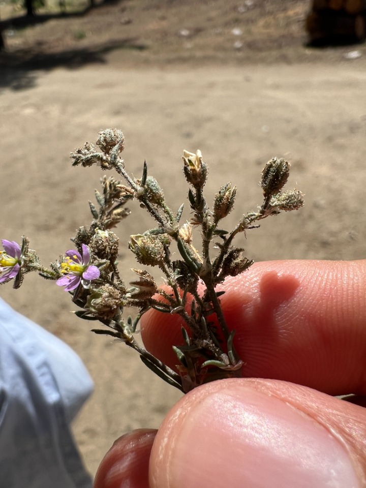 Spergularia rubra