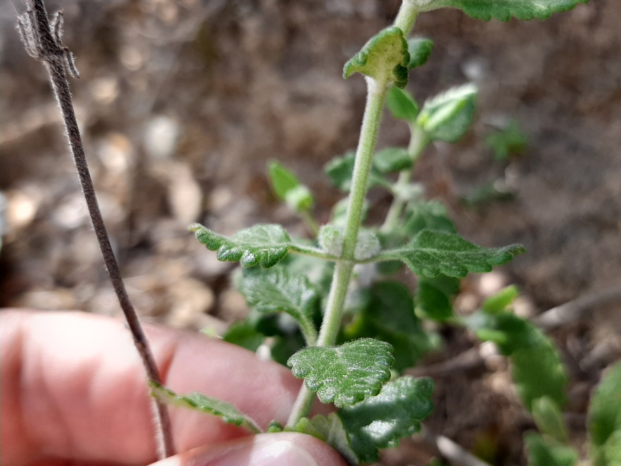 Teucrium divaricatum