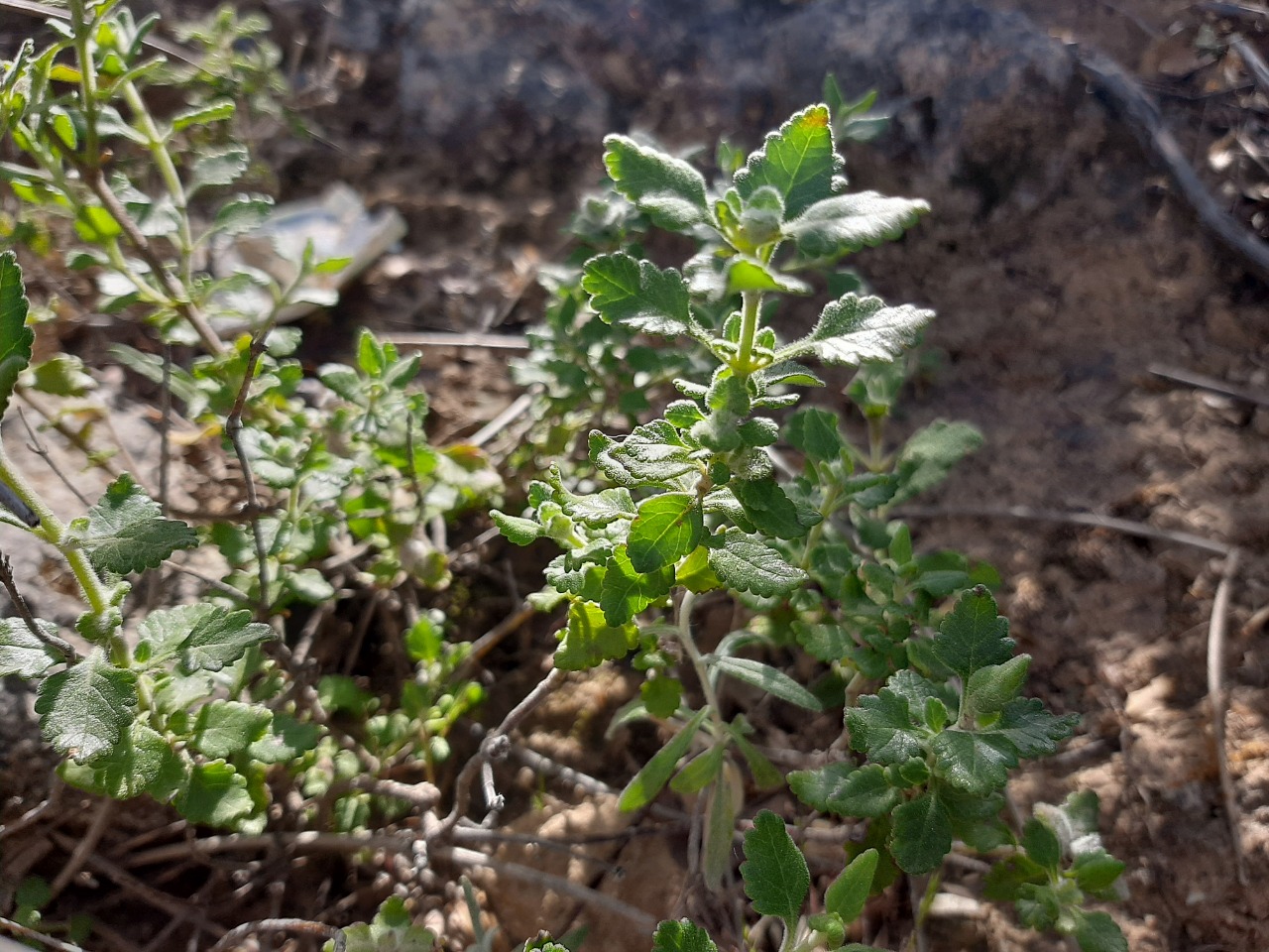 Teucrium divaricatum