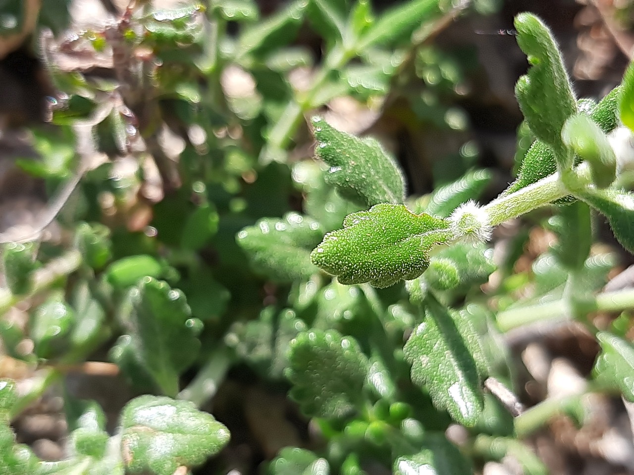 Teucrium divaricatum