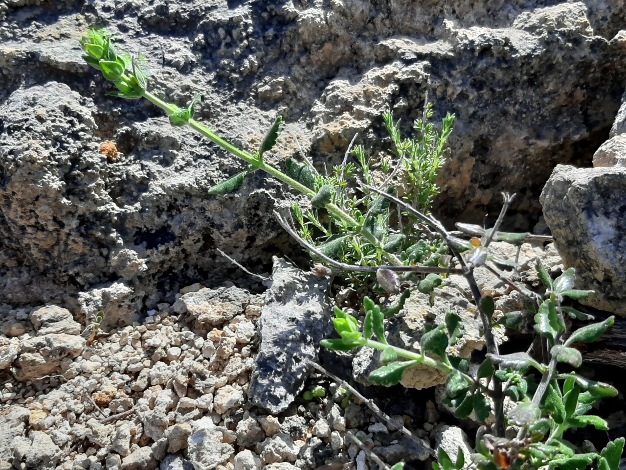 Teucrium divaricatum