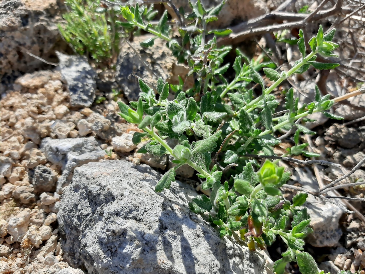 Teucrium divaricatum