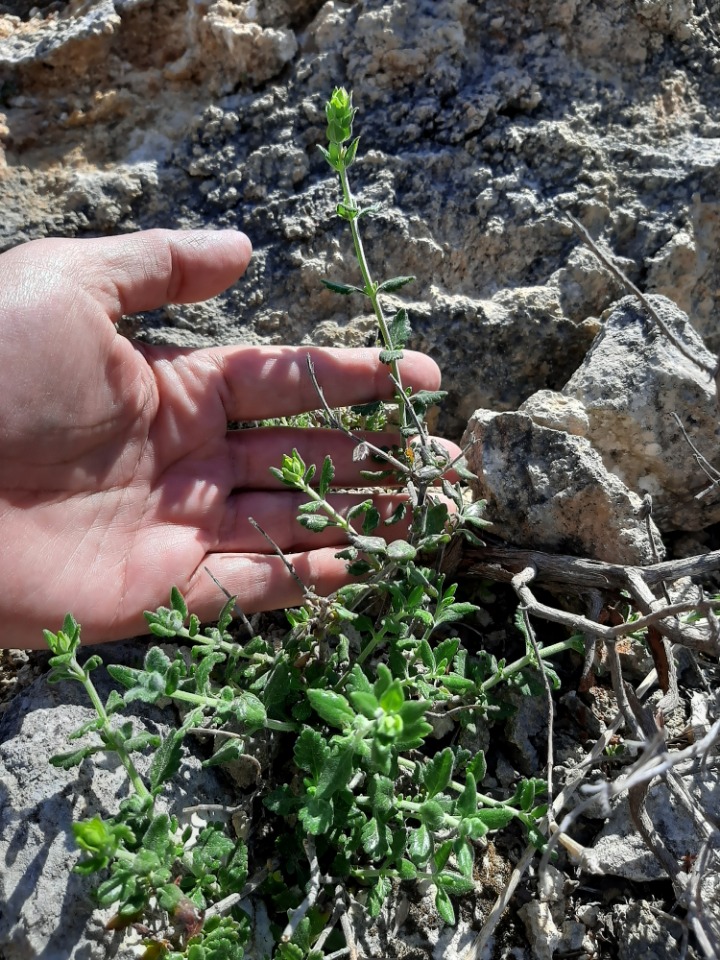 Teucrium divaricatum