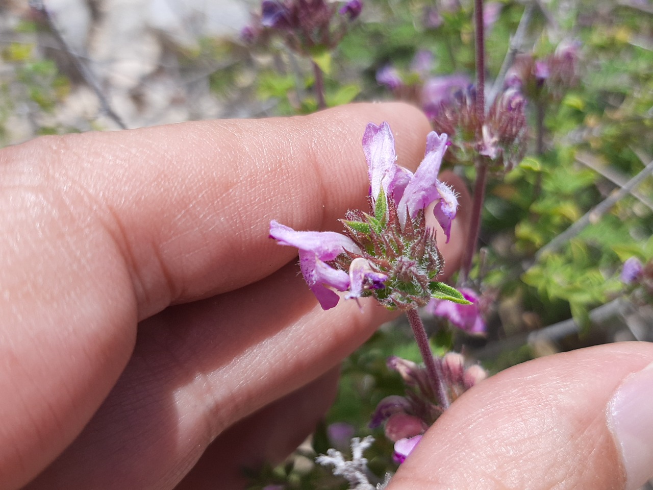 Thymbra spicata