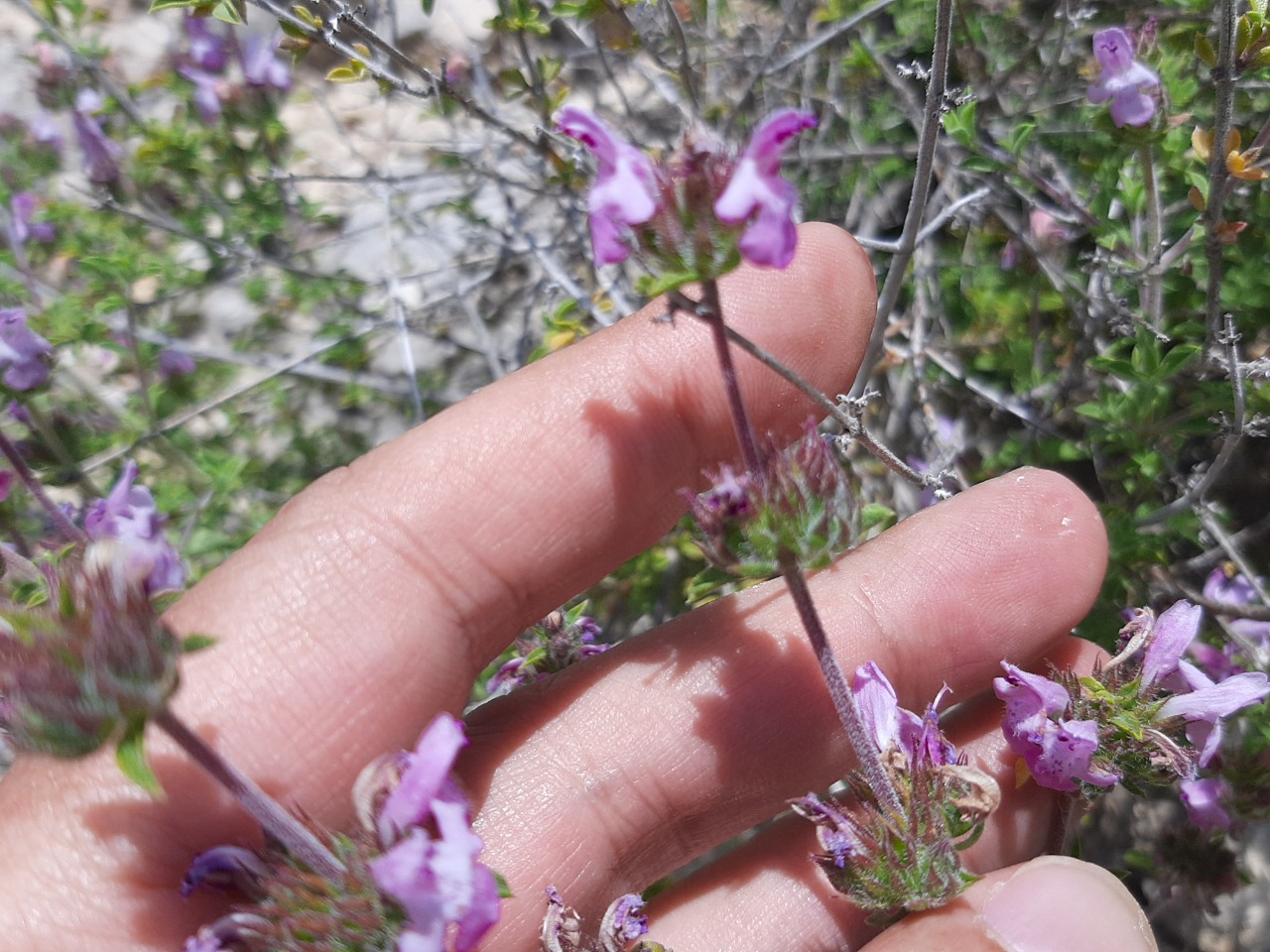 Thymbra spicata