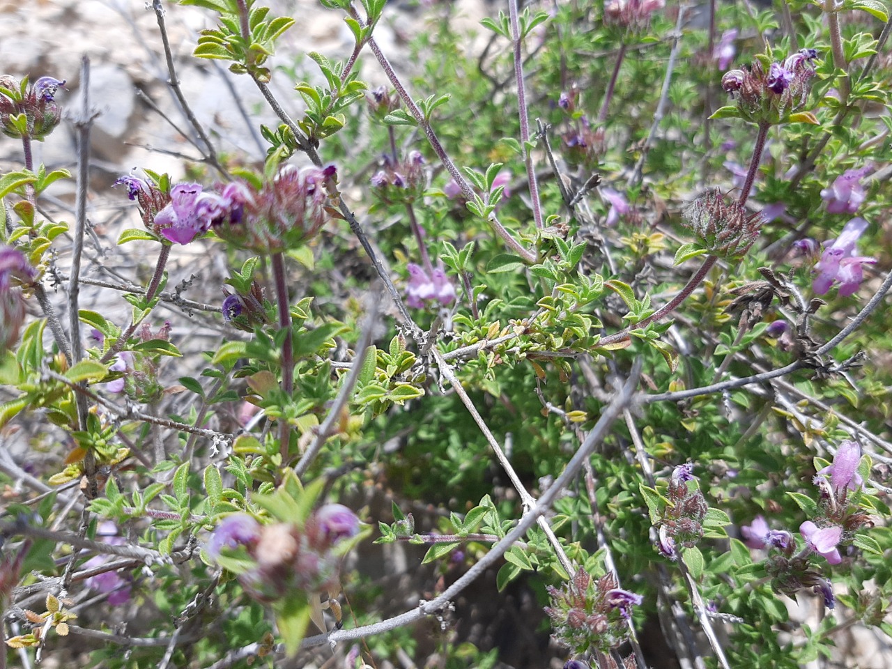 Thymbra spicata