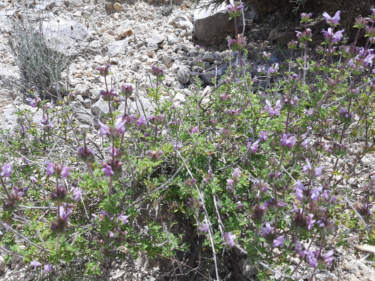 Thymbra spicata